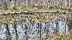 mizubasho7-20250408063045.jpg