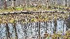 mizubasho7-20250408064044.jpg