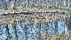 mizubasho7-20250408070043.jpg
