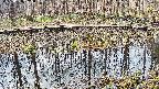 mizubasho7-20250408085043.jpg