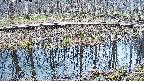 mizubasho7-20250408092041.jpg