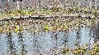 mizubasho7-20250408154040.jpg