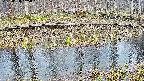 mizubasho7-20250408155043.jpg