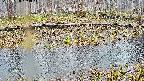 mizubasho7-20250408163045.jpg
