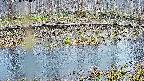mizubasho7-20250408164045.jpg