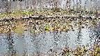 mizubasho7-20250408165046.jpg