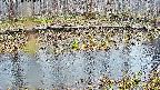mizubasho7-20250408171046.jpg