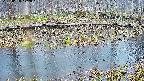 mizubasho7-20250408172046.jpg