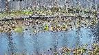 mizubasho7-20250408173045.jpg