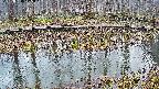 mizubasho7-20250408175043.jpg