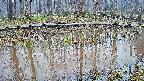 mizubasho7-20250409052042.jpg