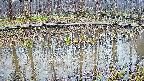 mizubasho7-20250409054043.jpg
