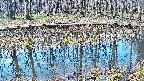 mizubasho7-20250409073043.jpg