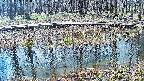 mizubasho7-20250409101039.jpg