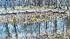 mizubasho7-20250409102044.jpg