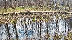 mizubasho7-20250409131043.jpg