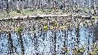 mizubasho7-20250409134044.jpg