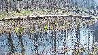mizubasho7-20250409145041.jpg