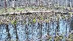 mizubasho7-20250409161045.jpg