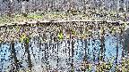 mizubasho7-20250409172042.jpg