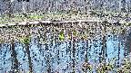 mizubasho7-20250409174040.jpg
