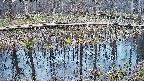 mizubasho7-20250409181043.jpg