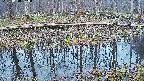 mizubasho7-20250410050042.jpg