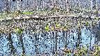 mizubasho7-20250410053044.jpg