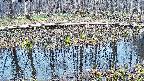 mizubasho7-20250410075044.jpg