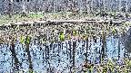mizubasho7-20250410161047.jpg