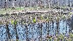 mizubasho7-20250410162041.jpg