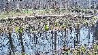 mizubasho7-20250410163041.jpg