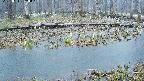 mizubasho7-20250411050044.jpg