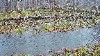 mizubasho7-20250411052042.jpg