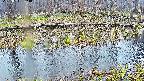 mizubasho7-20250411054040.jpg