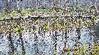 mizubasho7-20250411055042.jpg