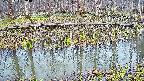 mizubasho7-20250411063043.jpg