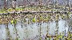 mizubasho7-20250411064043.jpg