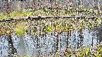mizubasho7-20250411103049.jpg