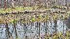 mizubasho7-20250411113047.jpg
