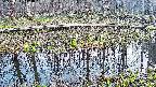 mizubasho7-20250411174045.jpg
