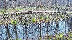 mizubasho7-20250412053043.jpg