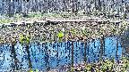 mizubasho7-20250412085041.jpg