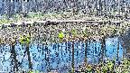 mizubasho7-20250412090044.jpg