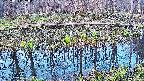 mizubasho7-20250413050043.jpg