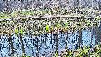 mizubasho7-20250413053041.jpg