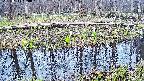 mizubasho7-20250413120043.jpg