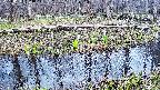 mizubasho7-20250413124044.jpg