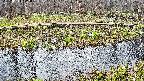 mizubasho7-20250413172040.jpg