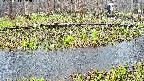 mizubasho7-20250414092045.jpg